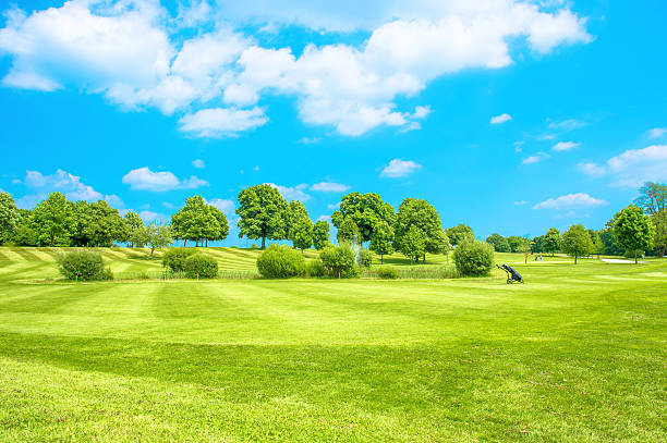 istock Golf course. Green field with fresh grass and blue sky 491169212