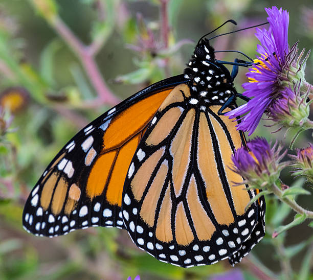 istock Monarch Butterfly on Purple Aster 491169482