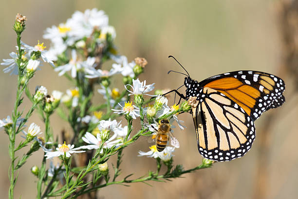 istock Monarch Butterfly, Honey Bee, and White Flowers 491169598