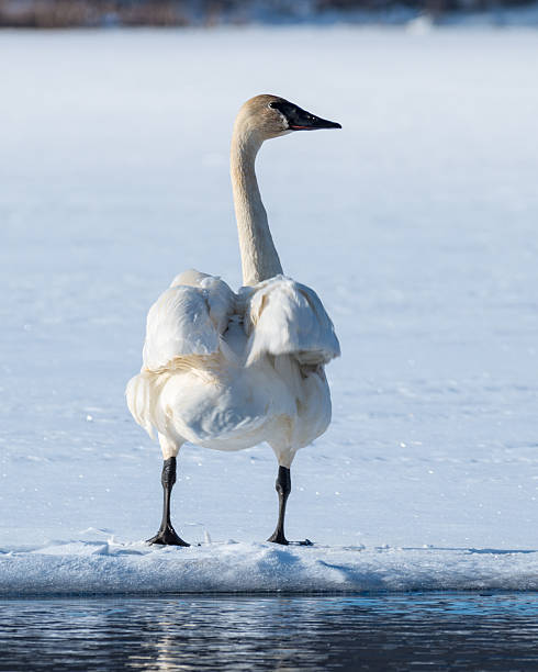 istock Tundra Swan 491169790