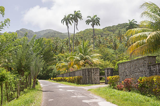 istock Palm trees by the roadside 491169802