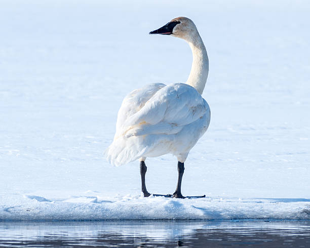 istock Tundra Swan 491169862