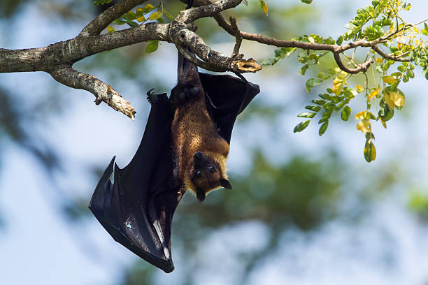 Indian Flying-fox in Tissamaharma, Sri Lanka species Pteropus giganteus fruit bat photos stock pictures, royalty-free photos & images