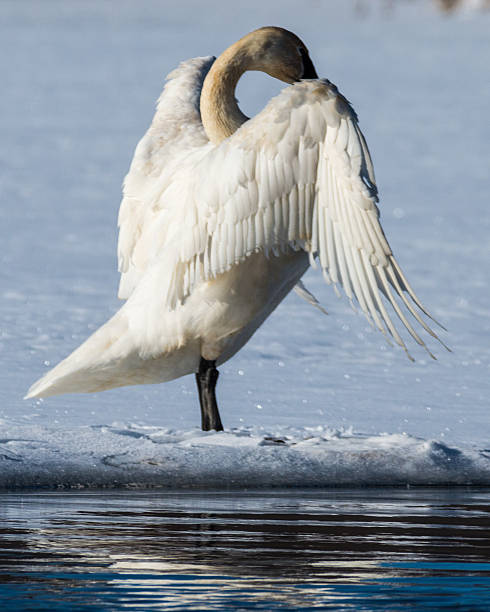 istock Tundra Swan Spreads its wings 491170074