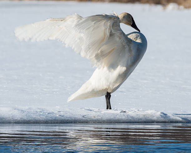 istock Tundra Swan Spreads its wings 491170084