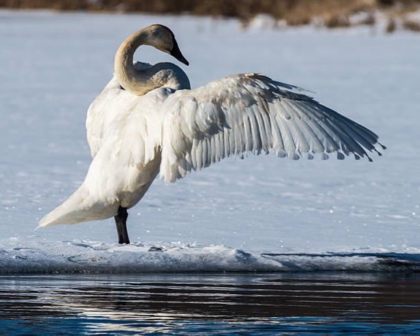 istock Tundra Swan Spreads its wings 491170090