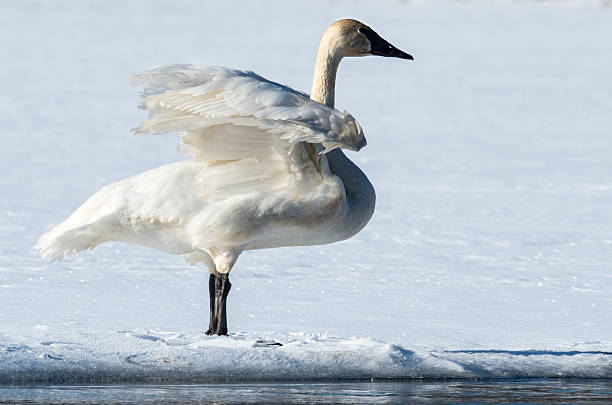 istock Tundra Swan Flaps its Wings 491170154