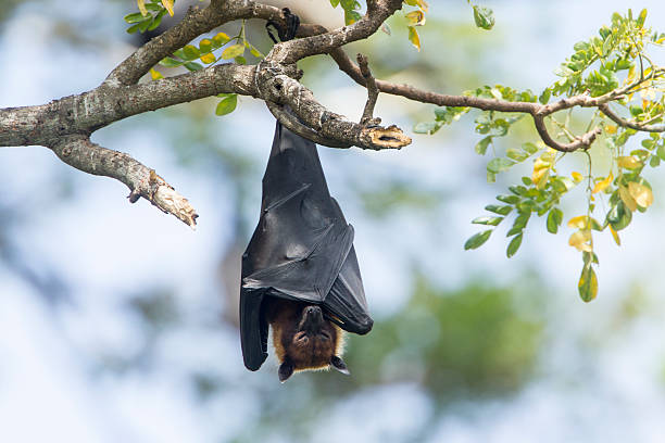istock Indian Flying-fox in Tissamaharma, Sri Lanka 491170168