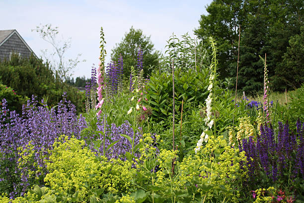istock Lupine on the Maine Coast 491170872