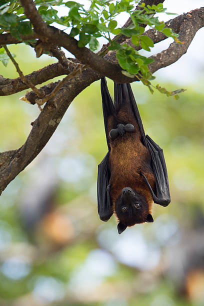 istock Indian Flying-fox in Tissamaharma, Sri Lanka 491170918