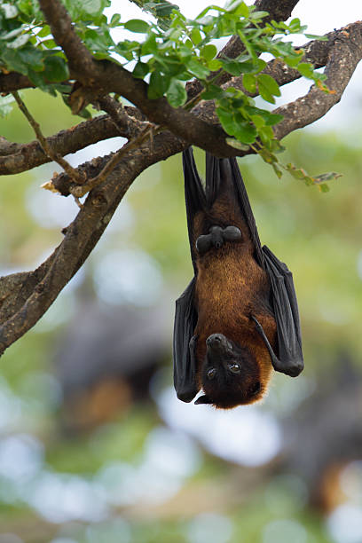 istock Indian Flying-fox in Tissamaharma, Sri Lanka 491171010