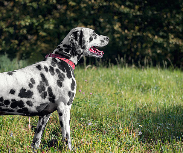 istock Dalmatian dog on the nature 491171268