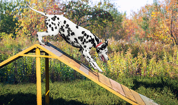 istock Dalmatian dog in nature 491171302