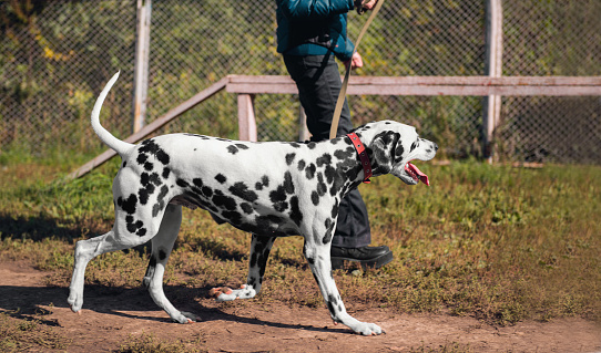 Girl handler are trained Dalmatian dog on the playground