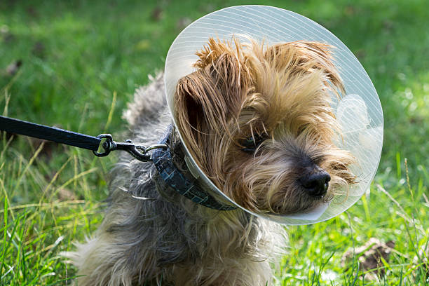 istock Yorkshire Terrier Wearing A Medical Cone 491171528