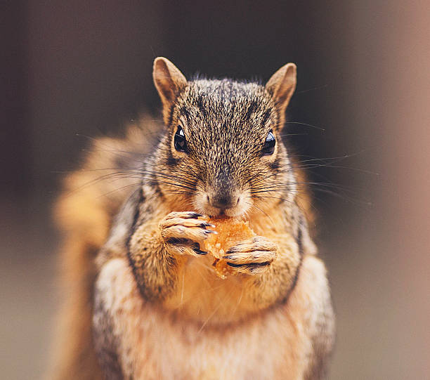 istock Cute red squirrel eating crust of bread 491171530