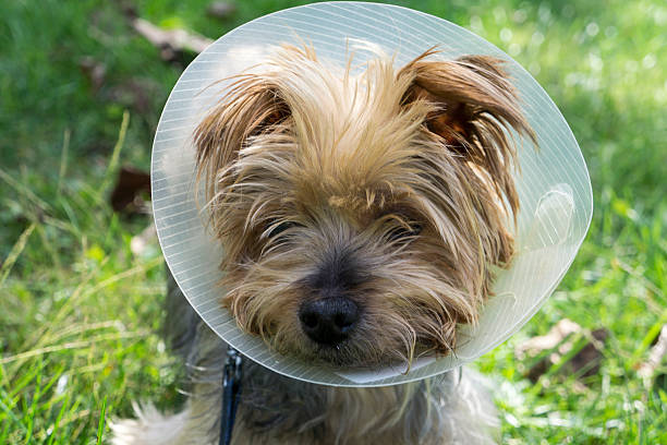 istock Yorkshire Terrier wearing a cone after a operation. 491171538