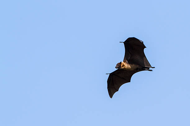 istock Indian Flying-fox in Tissamaharma, Sri Lanka 491172002