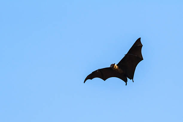 istock Indian Flying-fox in Tissamaharma, Sri Lanka 491172326