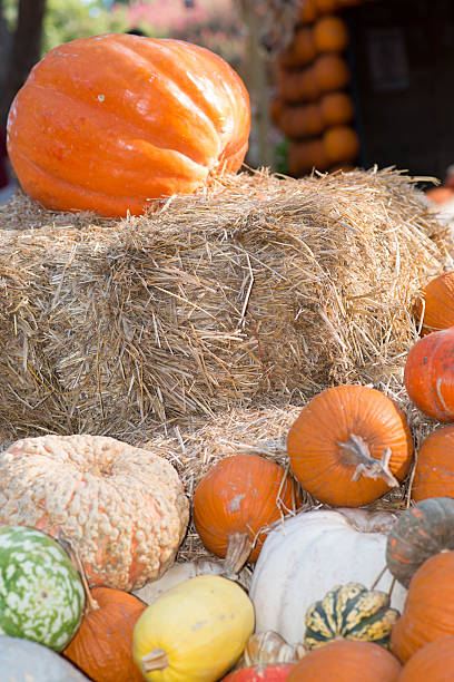 istock Pumpkins, squash and gourds on bails of hay 491172938