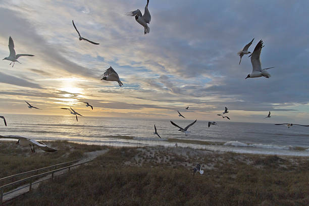 istock Chaotic Gulls and Distant Sea Gazer 491173268