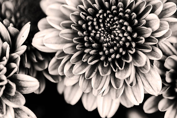 istock Petals of a beautiful flower on a black background 491173284