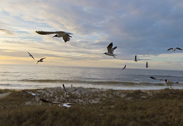 istock Solitary Sea Gazer and Seagulls 491173388