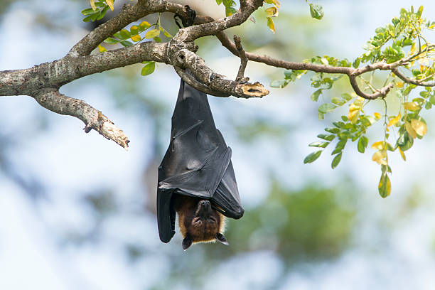 istock Indian Flying-fox in Tissamaharma, Sri Lanka 491173694
