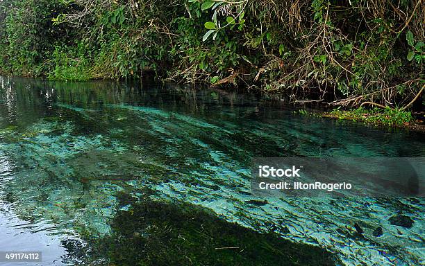 Photo libre de droit de Rivière Avec Eau Cristalline banque d'images et plus d'images libres de droit de État du Mato Grosso do Sul - État du Mato Grosso do Sul, Beauté, Personnes belles