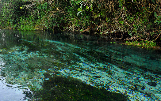 River with crystal clear water in Bonito in Mato Grosso do Sul, Brazil