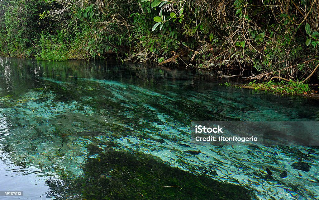 River with crystal clear water River with crystal clear water in Bonito in Mato Grosso do Sul, Brazil Mato Grosso do Sul State Stock Photo