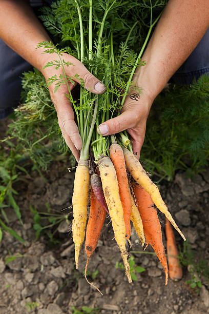 zbiory multicolored się na marchew - vegetable garden carrot vegetable organic zdjęcia i obrazy z banku zdjęć