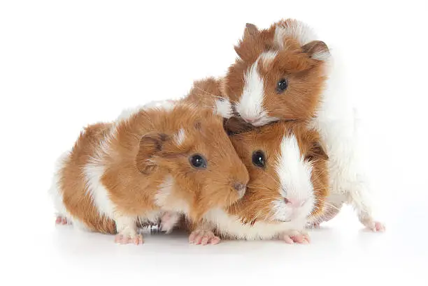 Three Baby Abyssinian Guinea Pig on white Background. (2 weeks old)