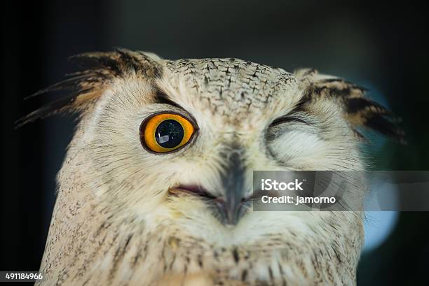 Owl Stock Photo - Download Image Now - Owl, Winking, 2015