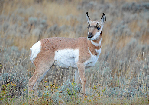 Pronghorn, native to several Rocky Mountain and Great Plains states and Canada, is the fastest land animal in the western hemisphere.