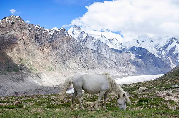 horse in drung drung glacier , kashmir , india