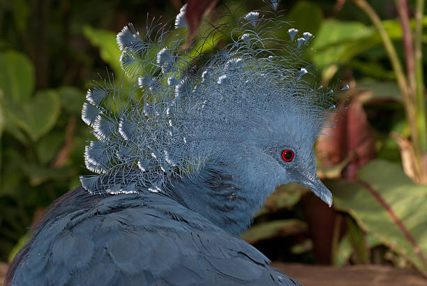 istock Victoria crowned pigeon (Goura victoria) 491186584