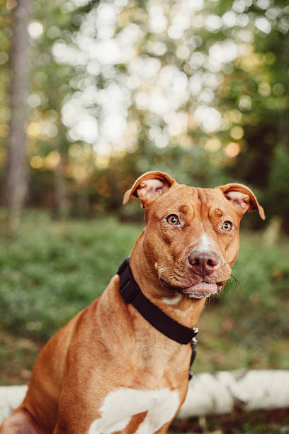 istock Cute Amstaff American Staffordshire Terrier 491189152