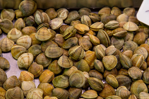 istock Fresh clams on ice in Pike place market 491189422