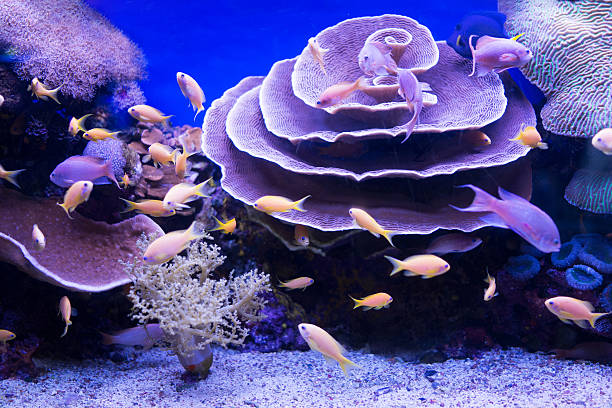 Beautiful colorful corals with large group of fish.