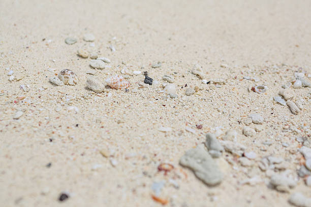istock Texture of sand, seashells and stones 491190794