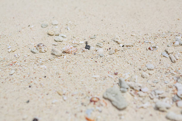 istock Texture of sand, seashells and stones 491190800