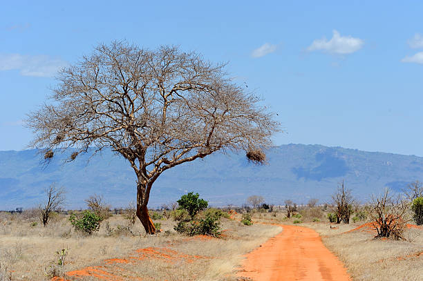 istock Landscape with tree in Africa 491201140
