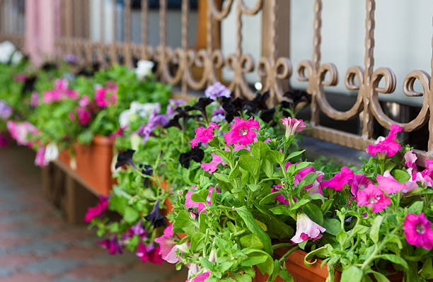 istock Petunia flowers in pots outside windows 491201294