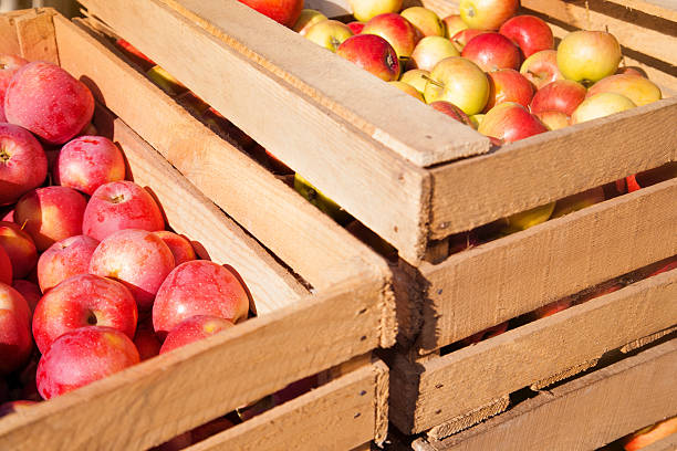 istock Wooden boxes with ripe red apples 491202806