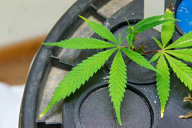 istock close up of young marijuana plants 491202949
