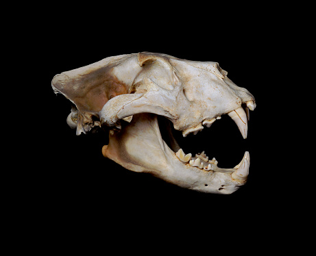 Portrait of an African Lion Skull (Pantera leo).