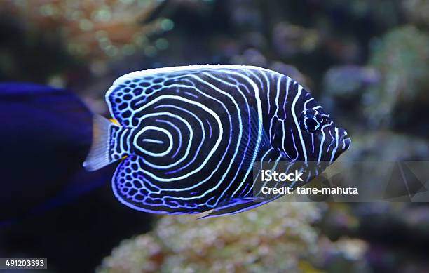 Closeup View Of A Juvenile Emperor Angelfish Stock Photo - Download Image Now - Imperial Angelfish, New Caledonia, Fish