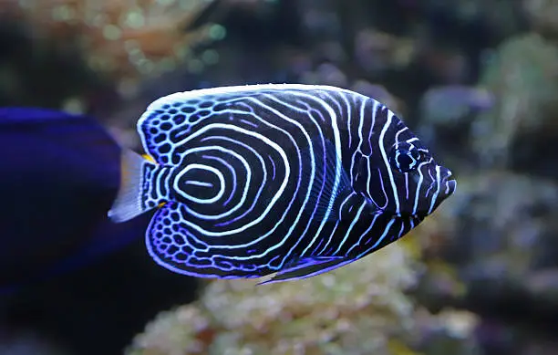 Close-up view of a Juvenile Emperor angelfish - Pomacanthus imperator