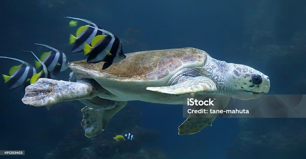 Close-up view of a Loggerhead sea turtle with reef fishes Close-up view of a Loggerhead sea turtle - Caretta caretta with reef fishes Loggerhead Turtle Stock Photo